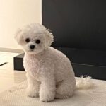 Max Changmin Instagram - 샤오룽바오같은 댕댕 어린이🐶 #샤오룽버찌 🐶 #개피곤