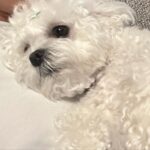 Max Changmin Instagram - 비는 왜 또 와….🥺🐶