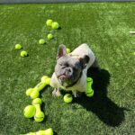 Megan Thee Stallion Instagram – HAPPY BIRTHDAY TO MY SONNN 🐾 @frenchie4oe everybody wish my boy a happy birthday 🐶🐶🐶🐶