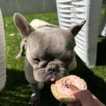 Megan Thee Stallion Instagram – HAPPY BIRTHDAY TO MY SONNN 🐾 @frenchie4oe everybody wish my boy a happy birthday 🐶🐶🐶🐶