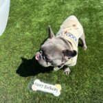 Megan Thee Stallion Instagram – HAPPY BIRTHDAY TO MY SONNN 🐾 @frenchie4oe everybody wish my boy a happy birthday 🐶🐶🐶🐶