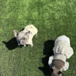 Megan Thee Stallion Instagram – HAPPY BIRTHDAY TO MY SONNN 🐾 @frenchie4oe everybody wish my boy a happy birthday 🐶🐶🐶🐶