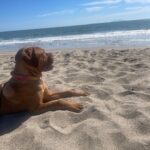 Melissa Fumero Instagram - An- end of summer I turned a year older with friends & our kids on my favorite Cali beach complete with cold plunge and cake on a rooftop plus fun LA nights with friends and oh goodness my dog is cute and also I love my 3 year old’s drawings- carousel. 😎🌼🌞🦁💛🌻