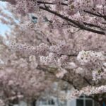Melissa Fumero Instagram - Vancouver spring mornings got me like 😍😍😍😍