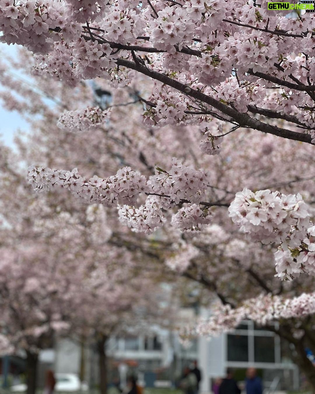 Melissa Fumero Instagram - Vancouver spring mornings got me like 😍😍😍😍