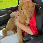 Melissa Fumero Instagram - And so begin the “a boy and his pup” years…. This sweet girl serendipitously entered our lives a few days ago and we are all in love! Meet… Rosie! 🌹#doguedebordeaux #rescued