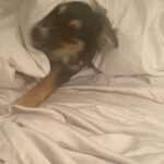Melissa Roxburgh Instagram - Lil bloop