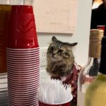 Mercedes Blanche Instagram – My camera roll everyone : Los Angeles, California