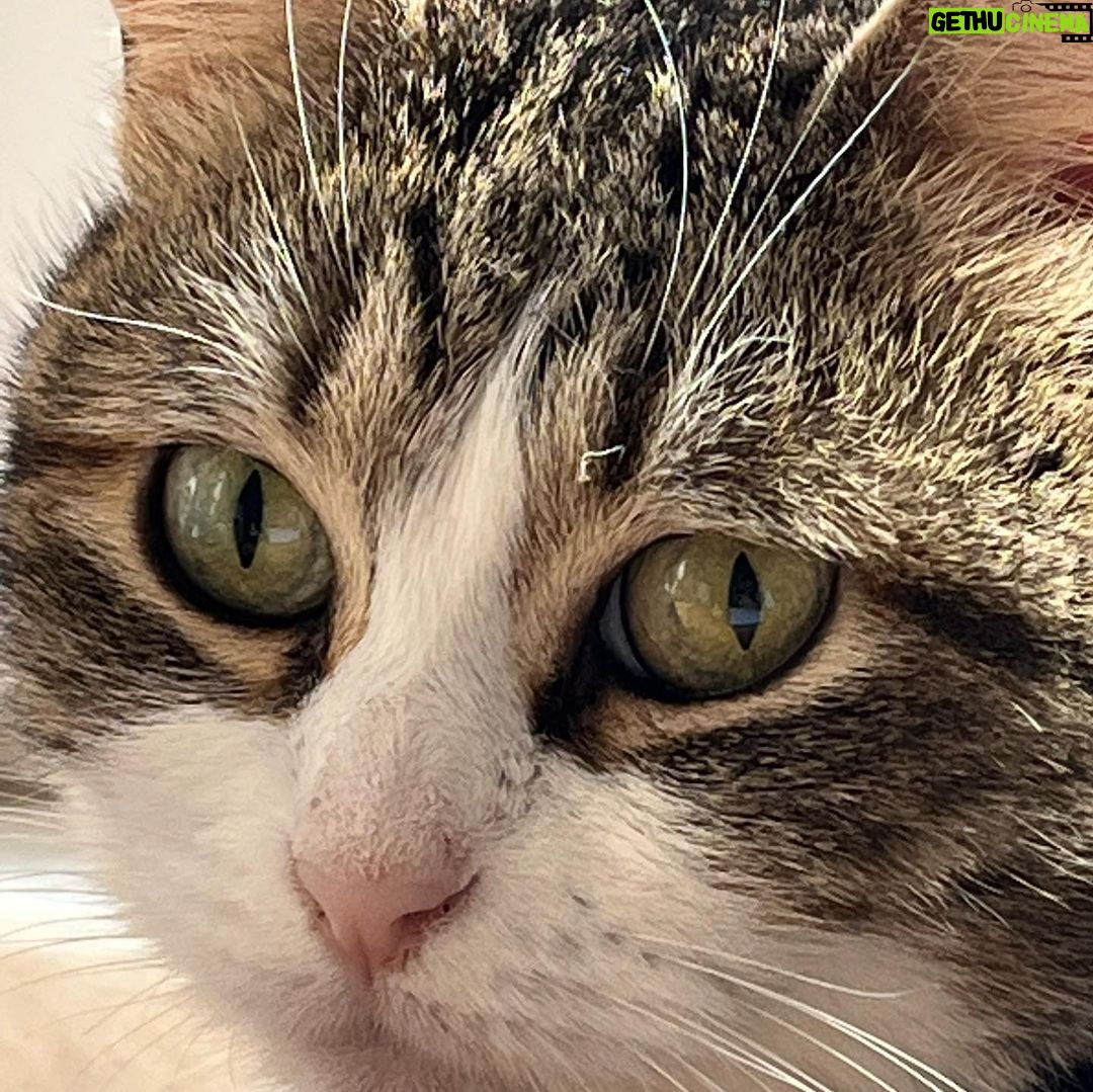 Meriç Aral Instagram - ❤️🧿love yani ask yani amor yani big fan of animals dump🧿❤️