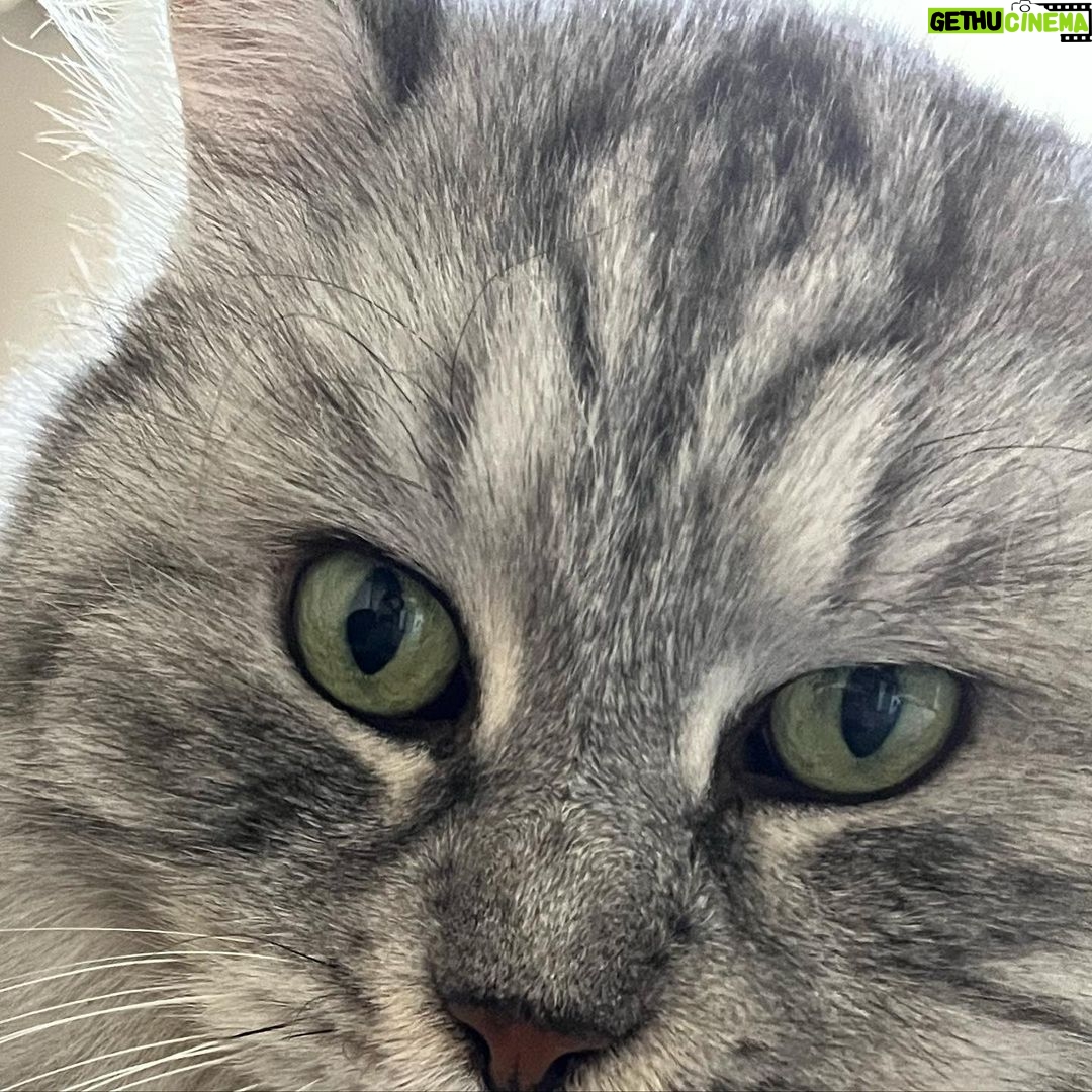 Meriç Aral Instagram - ❤️🧿love yani ask yani amor yani big fan of animals dump🧿❤️