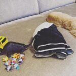 Mirei Kiritani Instagram – 頭痛で突っ伏していたら、保冷剤をタオルで包んでもってきてくれて、宝物達をそばに置いてくれた👦🏻
すぐに隣に寄り添ってくれた🐶
君たちのおかげで元気になったよ😌❤️