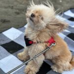 Mirei Kiritani Instagram – ๅผท้ขจใฑใฃใกใใใใใใ๐ซฃ๐ฆ