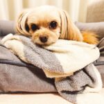 Mirei Kiritani Instagram - 本日愛犬の日ということで ぱっちゃん。かわい🥺 #ぱっちゃん