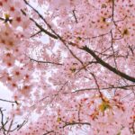 Mirei Kiritani Instagram - 新年度スタートですね🌸 わたしも心機一転。 さ、頑張ろ☺️