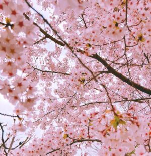 Mirei Kiritani Instagram - 新年度スタートですね🌸
わたしも心機一転。
さ、頑張ろ☺️