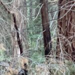 Natalie Mariduena Instagram - happy camper :) Kings Canyon National Park