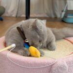 Nattawat Jirochtikul Instagram - Cat Therapy