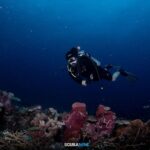 Nawat Phumphothingam Instagram - รักนี้ที่โลซิน🤿🪸 #scubanine