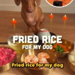 Nigel Ng Instagram – This Dog Eats Better Than Most People Fuiyohhh