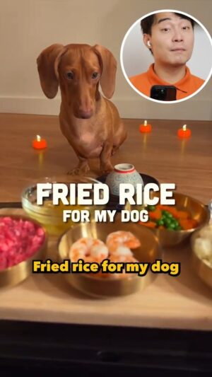 Nigel Ng Instagram - This Dog Eats Better Than Most People Fuiyohhh