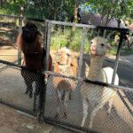 Nittha Jirayungyurn Instagram - ให้อาหารสัตว์สนุกมากค่ะ🐷🦁🦜🦙 @marin_kuha Bonanza Exotic Zoo