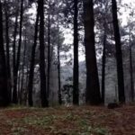 Nur Fettahoğlu Instagram – Gerçekten sevildim mi bilmiyorum.
Keşke doğar doğmaz yalvarsaydım anneme 
Bana sevilecek bir isim versin diye,
Var mıdır ki öylesi, onu da bilmiyorum..

Bir kalbi uyandırmak için ne gerek dersin?
Seslenmek, bağırmak, sevmek, nefret etmek?
Hiçbiri.
Kış uykusuna daldı mı birinin yüreği
Karları eriyince uyanır ancak
Ve yoktur bir ilacı zamandan başka.
Aylar, yıllar, yüzyıllar..
Bazen de yorgun düşer, duraksar zaman 
ve kendisi dalar derin bir uykuya..
E o zaman?..

Ben sevilmek için gelmişim bu dünyaya
Oysa burada tüm sevişler yarım kalıyor..
Ben de lisan bilmeyen bir yabancı gibi 
Tanıdık kalp arıyorum anlaşılmak için.
Buluyorum da,
Gel gör ki..
Mevsim kış.
Hiçbir sevgisizliği kaldıramıyor kalbim
Ve uzak düşüyorum ondan ülke ülke, kıta kıta..
Burada lisan şart..

Sevmeye meyilli yüreğim 
Uykusuz ve yorgun..
Zaman ise çoktan  uyumuş
ve kış bitmek bilmiyor.
Keşke diyorum..
Keşke doğar doğmaz yalvarsaydım anneme
Bana sevilecek bir isim versin diye..
Yada kapansaydım ayaklarına kışın
Arada bir bana da uğrasın diye.. @bircan_nagiyeva 🖤