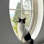 Paddy McGuinness Instagram - Cats love a window. #tuesday #milliewithawilly