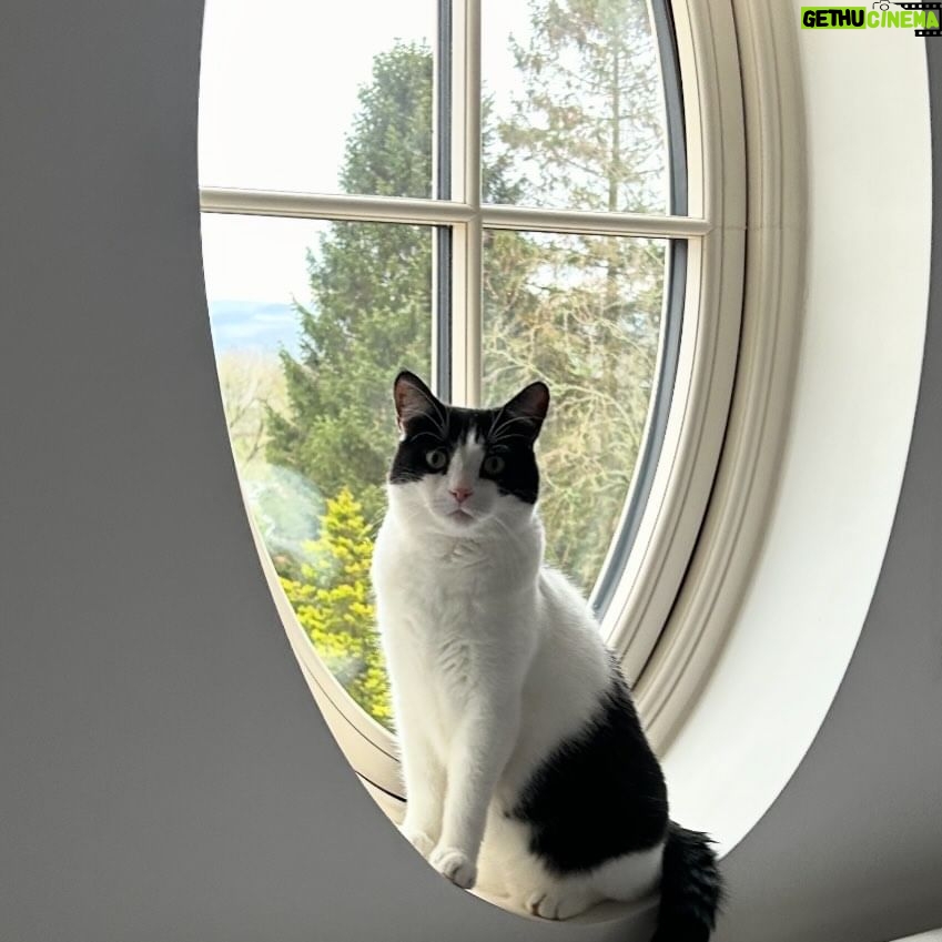 Paddy McGuinness Instagram - Cats love a window. #tuesday #milliewithawilly
