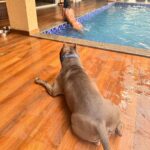 Poonam Pandey Instagram – A trip with Caesar. 
.
.
#poonampandey #poonampandeyreal #caesar 
#trip #fun #bikini #excitement