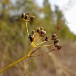 Pranav Mohanlal Instagram – 🐞