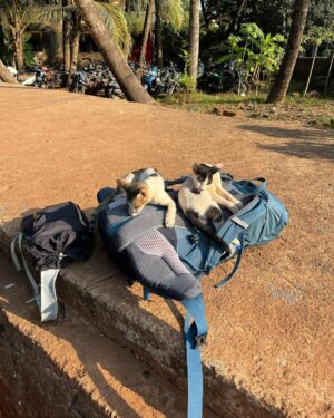Pranav Mohanlal Instagram - Lounging 🐈‍⬛