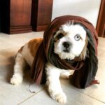 Pranav Mohanlal Instagram - The Bandit Queen 🐶
