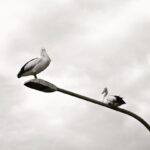 Pranav Mohanlal Instagram – Pelicans – Sydney, NSW