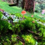 Pranav Mohanlal Instagram - Lovedale, Ooty