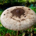Pranav Mohanlal Instagram - 🍄