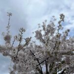 Pranav Mohanlal Instagram - Sakura 🌸