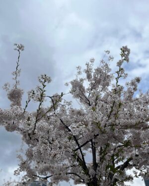 Pranav Mohanlal Instagram - Sakura 🌸