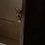 Pranav Mohanlal Instagram - Peeping 🐱