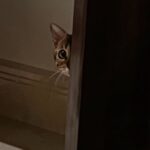 Pranav Mohanlal Instagram – Peeping 🐱