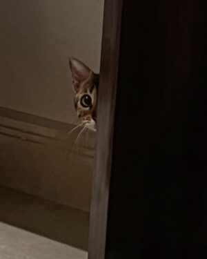 Pranav Mohanlal Instagram - Peeping 🐱