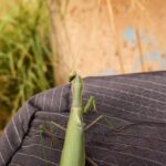 Pranav Mohanlal Instagram - Praying Mantis