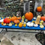Pranav Mohanlal Instagram - Pumpkin Paradise 🎃