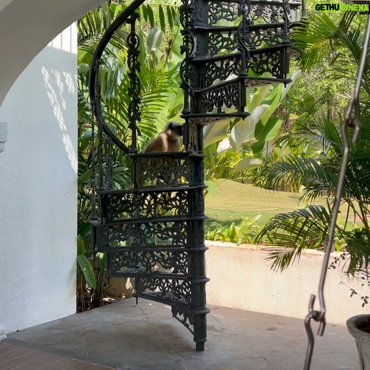 Puja Gupta Instagram - Goa Photo dump 🦥🌴🧘♀️👙 Assagao, Goa