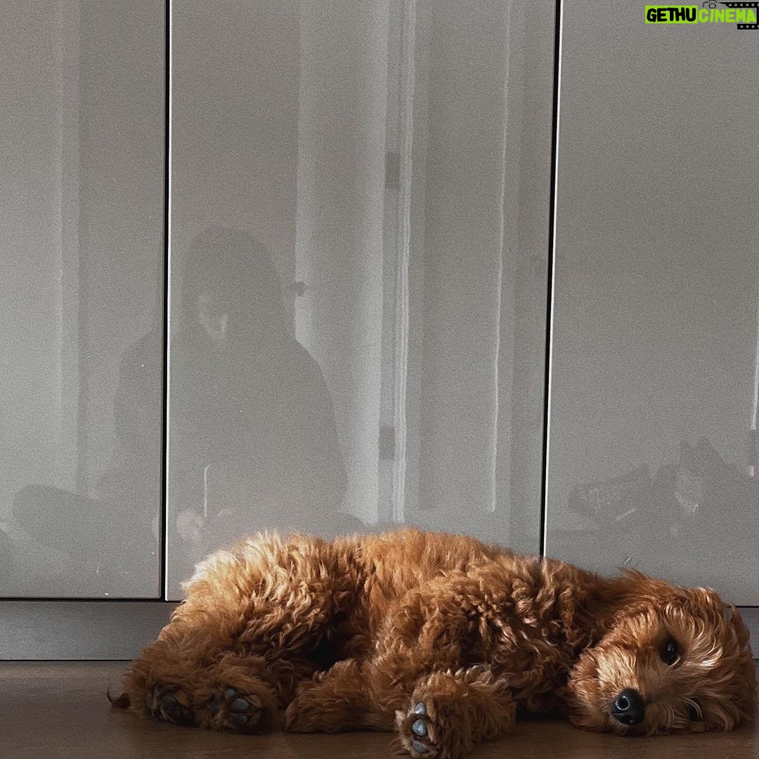 Rachel Zegler Instagram - happy 1st birthday to my sweet pup, lenny. you came to me in a time where i desperately needed love without conditions or apprehensions, and you’ve given me what i consider to be the best version of being alive. mommy and daddy love you so much. 💓♾️1️⃣ p.s.: you are officially old enough to know better now. put down the socks.