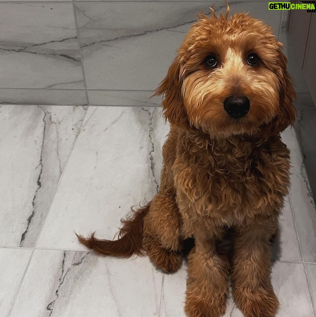 Rachel Zegler Instagram - happy 1st birthday to my sweet pup, lenny. you came to me in a time where i desperately needed love without conditions or apprehensions, and you’ve given me what i consider to be the best version of being alive. mommy and daddy love you so much. 💓♾️1️⃣ p.s.: you are officially old enough to know better now. put down the socks.