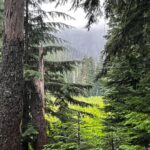 Rainn Wilson Instagram - I got to go into the woods of the great Pacific Northwest before the summer officially ended. These are a few of the things I saw. I need my batteries recharged in the Cascades every summer. Where is your soul-stirring place?