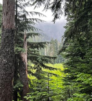 Rainn Wilson Instagram - I got to go into the woods of the great Pacific Northwest before the summer officially ended. These are a few of the things I saw. I need my batteries recharged in the Cascades every summer. Where is your soul-stirring place?