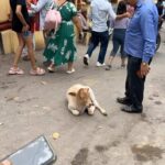Rainn Wilson Instagram - #RishikeshSacredCows