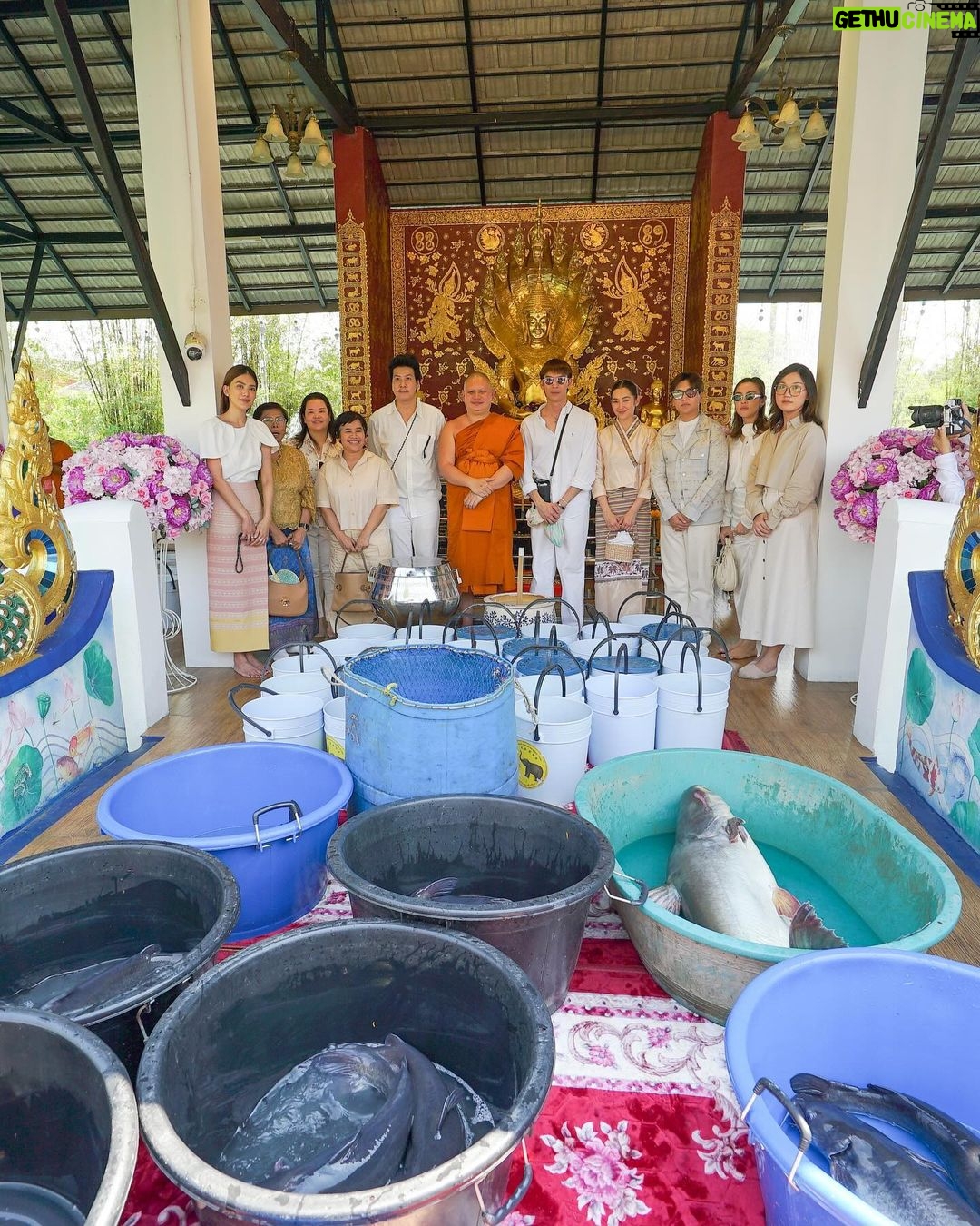 Ranee Campen Instagram - บวงสรวงพระธาตุดอยสุเทพ แม่บุญเรือน โตงบุญเติม ทำบุญสืบชะตา ปล่อยปลาให้ชีวิต🤍 ขอน้อมนำบุญส่งถึงกัลยาณมิตรทุกคนนะคะ🙏🏻✨