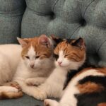 Rathavit Kijworalak Instagram – meaw ~ Dolmabahçe Palace
